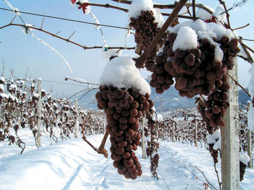 Ice grape wine